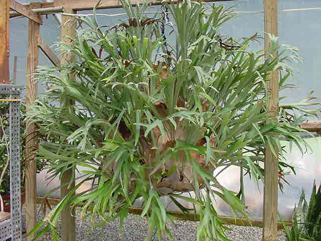 سرخس شاخ گوزنی گراند